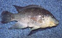 Click image for larger version. 

Name:	tilapia.jpg 
Views:	62 
Size:	19.1 KB 
ID:	79156