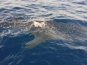 Click image for larger version. 

Name:	Whale Shark1.jpg 
Views:	0 
Size:	39.3 KB 
ID:	118129