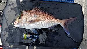 Click image for larger version. 

Name:	Crowdy Snapper (2).jpg 
Views:	0 
Size:	76.2 KB 
ID:	120762