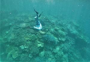 Click image for larger version. 

Name:	Freediver ann (2).jpg 
Views:	0 
Size:	64.5 KB 
ID:	122827