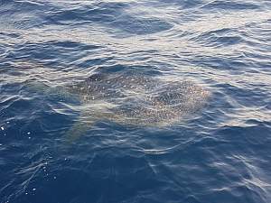 Click image for larger version. 

Name:	Whale Shark4.jpg 
Views:	0 
Size:	39.4 KB 
ID:	118132