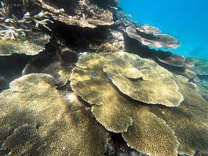 Click image for larger version. 

Name:	more coral.jpg 
Views:	0 
Size:	100.9 KB 
ID:	124434