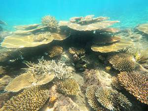 Click image for larger version. 

Name:	more nice coral pelorus.jpg 
Views:	0 
Size:	99.5 KB 
ID:	124874