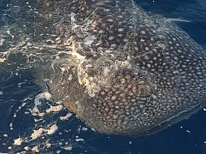 Click image for larger version. 

Name:	Whale Shark2.jpg 
Views:	0 
Size:	46.3 KB 
ID:	118130