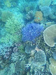 Click image for larger version. 

Name:	nice coral pelorus.jpg 
Views:	0 
Size:	102.1 KB 
ID:	124873