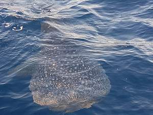 Click image for larger version. 

Name:	Whale Shark3.jpg 
Views:	0 
Size:	38.5 KB 
ID:	118131